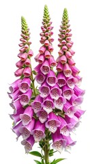 Fototapeta premium Three foxglove flower stalks in bloom against a white background detail shot