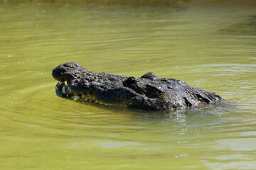 Morelet's crocodile in Rio Lagartos Biosphere Reserve, Yucatan, Mexico