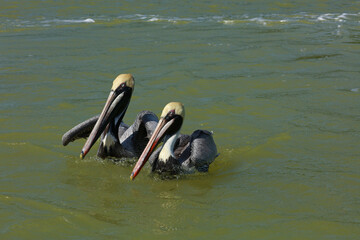 Brown pelican in Rio Lagartos Biosphere Reserve, Yucatan, Mexico