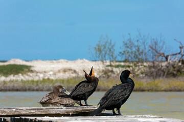 Brown pelican and Double-crested cormorant in Rio Lagartos Biosphere Reserve, Yucatan, Mexico