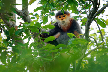 Red-shanked douc langur - Pygathrix nemaeus portrait of arboreal and diurnal Old World monkey endemic to Laos, Vietnam and Cambodia, folivorous and consume mainly Acacia, Ficus