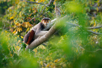 Red-shanked douc langur - Pygathrix nemaeus portrait of arboreal and diurnal Old World monkey endemic to Laos, Vietnam and Cambodia, folivorous and consume mainly Acacia, Ficus