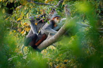 Red-shanked douc langur - Pygathrix nemaeus pair or two colorful arboreal and diurnal Old World monkey endemic to Laos, Vietnam and Cambodia, native to Indochina