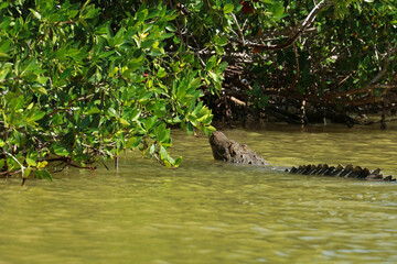 Morelet's crocodile in Rio Lagartos Biosphere Reserve, Yucatan, Mexico