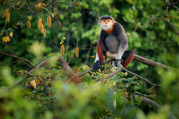 Red-shanked douc langur - Pygathrix nemaeus portrait of arboreal and diurnal Old World monkey...