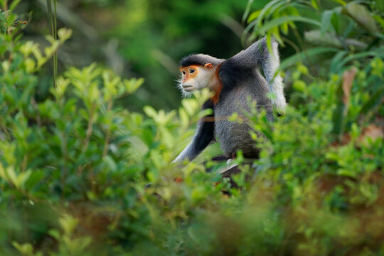 Red-shanked douc langur - Pygathrix nemaeus portrait of arboreal and diurnal Old World monkey endemic to Laos, Vietnam and Cambodia, folivorous and consume mainly Acacia, Ficus