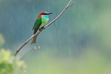 Blue-throated bee-eater - Merops viridis colorful bird in tropical rain, Asia in mangrove forests, eats bees, wasps and dragonflies, red nape, dark green wings, light green breast and blue throat