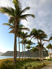 palm trees with mountain in background in st kitts & Nevis 