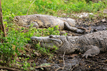 Morelet's crocodile in Rio Lagartos Biosphere Reserve, Yucatan, Mexico