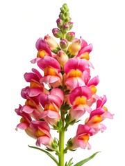 Closeup of a Pink and Yellow Snapdragon Flower on White Background