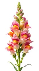 Beautiful snapdragon flower with pink and peach petals against white background