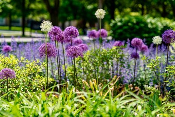 Fototapeta premium Bed of Purple and White Allium - Star of Persia