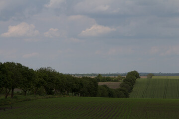 Fototapeta premium A field with trees and grass