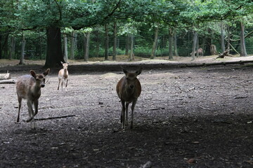 Fototapeta premium Deer portrait in the forest