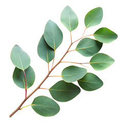 Fresh eucalyptus branch displaying green leaves and subtle veins against a transparent  background