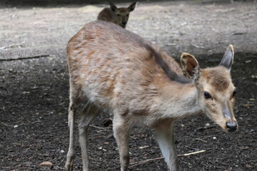 Fototapeta premium Deer portrait in the forest