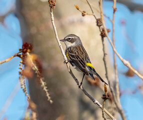 A Myrtle Yellow rumped Warbler female clutching onto a thin branch of a budding Springtime tree. Viewed close up.