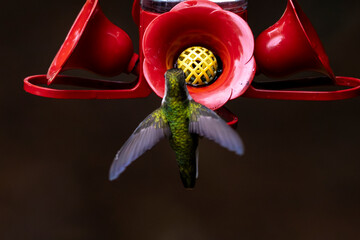 hummingbird landing on a nectar feeder © Jeiel