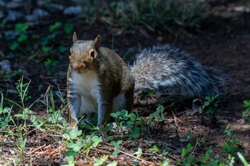 Squirrel on the edge of the shade on a Spring day.