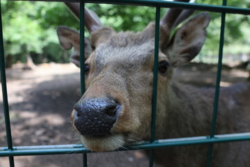 Deer portrait in the forest