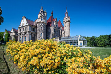 blooming forsythia in spring and Neo-Gothic towers of the historic Moszna Castle