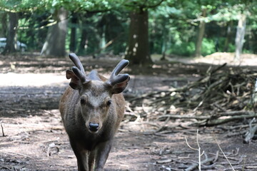 Deer portrait in the forest
