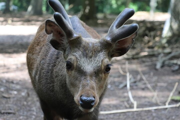 Deer portrait in the forest