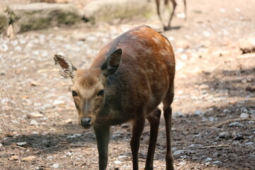 Deer portrait in the forest