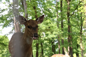 Deer portrait in the forest