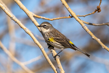A female Yellow rumped Warbler (Myrtle variety) during the breeding season, with beautiful mixed brown feathers and yellow patches, perched on a branch.