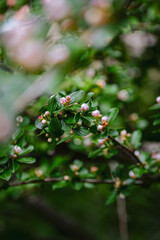 Flower buds in spring