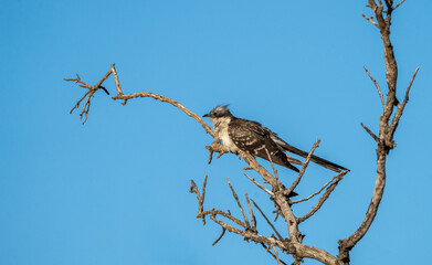 European Crialo (Clamator glandarius) photographed in Spain