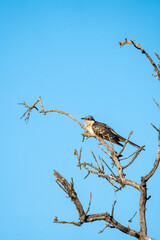 European Crialo (Clamator glandarius) photographed in Spain