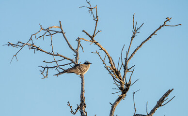 European Crialo (Clamator glandarius) photographed in Spain