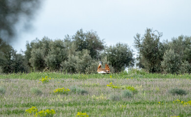 Eurasian Great Bustard (Otis tarda) photographed in Spain