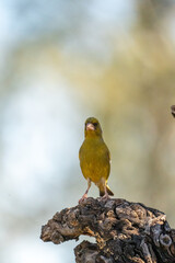 Common Greenfinch (Chloris chloris) photographed in Spain