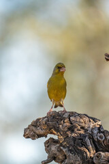 Common Greenfinch (Chloris chloris) photographed in Spain