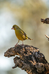 Common Greenfinch (Chloris chloris) photographed in Spain