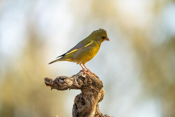 Common Greenfinch (Chloris chloris) photographed in Spain