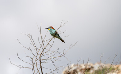 European bee-eater (Merops apiaster) photographed in Spain