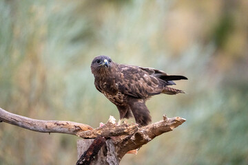 Common Buzzard (Buteo buteo) photographed in Spain