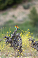 European bee-eater (Merops apiaster) photographed in Spain