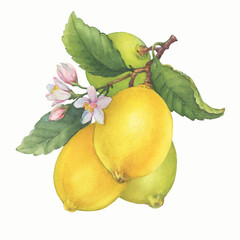 Fresh citrus yellow lemons fruit. Lemon tree branch with green leaves and flowers. Watercolor hand-drawn illustration on white background