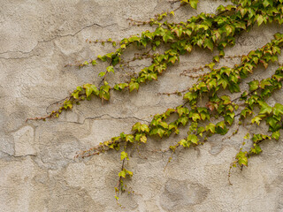 Young Boston ivy climbing an old plaster wall. Natural vine growth contrasts with cracked...