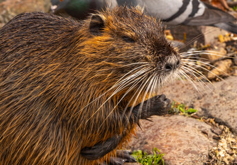 Close-up of a wet nutria (coypu) grooming its paw with pigeons in the background. The rodent's orange-brown fur is vividly textured and detailed