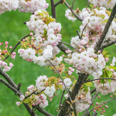 Blossoming cherry branches with colorful flowers.