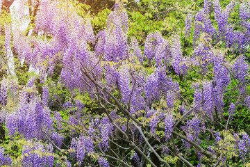 Blossoming violet flowers in the garden.