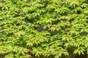 Green leaves on the trees in the garden.