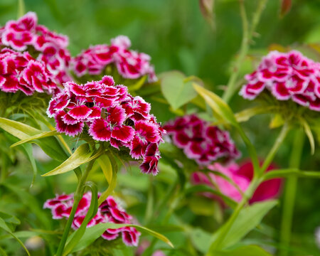 Vibrant clusters of pink and white Sweet William flowers bloom in a lush summer garden. A beautiful close-up of delicate dianthus barbatus, showcasing intricate petals and natural beauty.