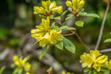 光を浴びて輝く満開の黄色い西洋シャクナゲ